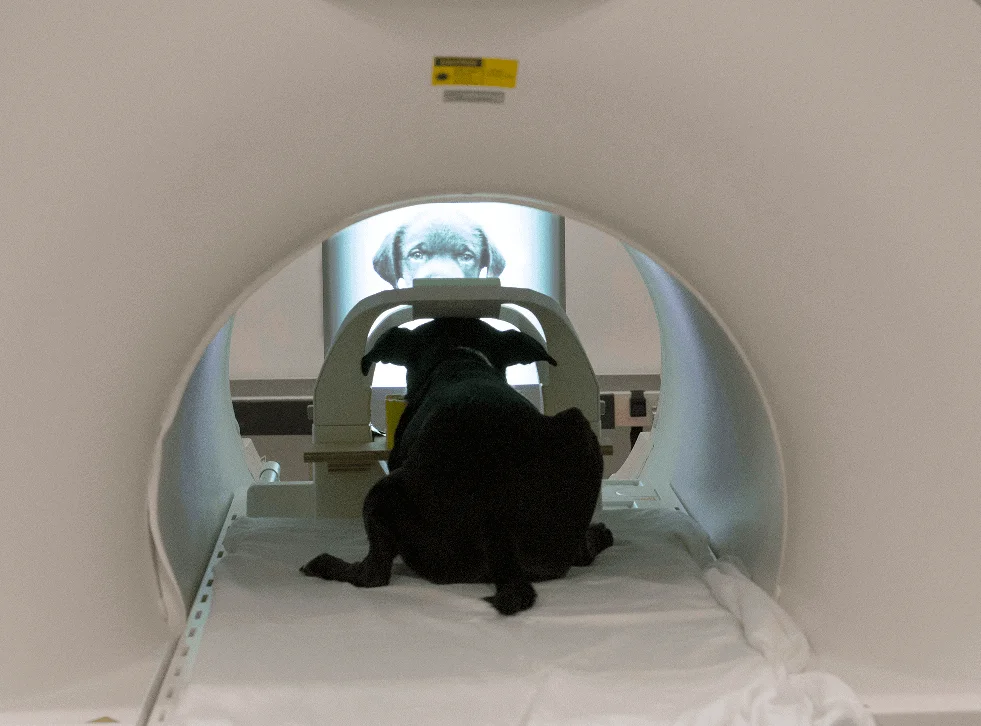 Perro en una máquina de resonancia magnética funcional