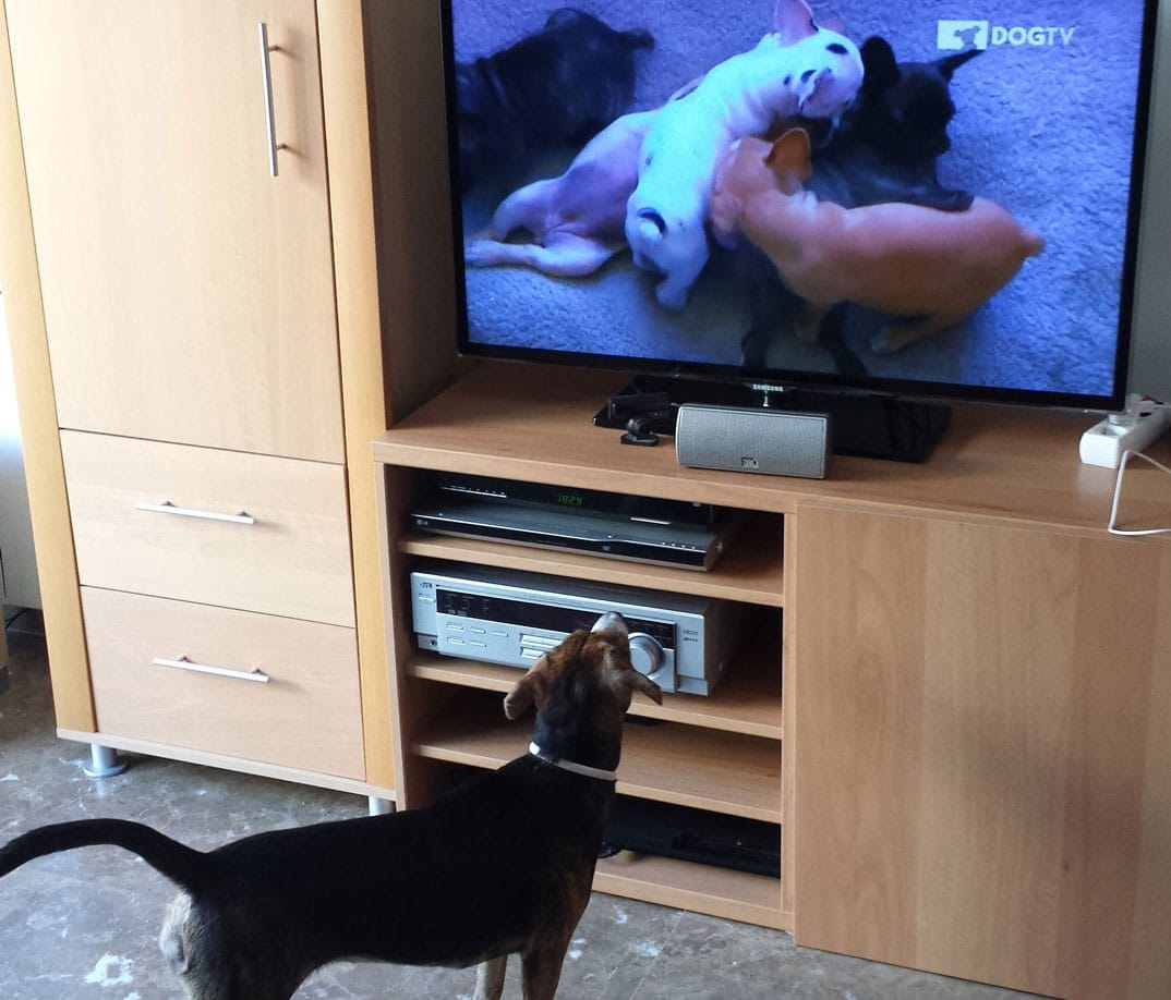 Perro viendo en la televisión una imagen de cachorros jugando