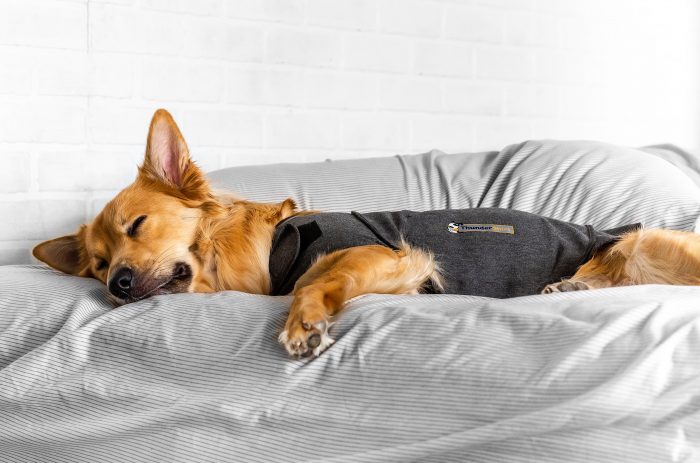 Habituación a camiseta antiestrés para reducir los ataques de pánico en el perro