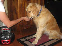 Perro Golden Retriever entrenando desensibilización controlada con distancia a los fuegos artificiales