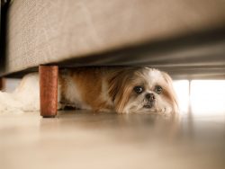 Perro en ataque de pánico - Yorkshire Terrier en su espacio seguro bajo la cama