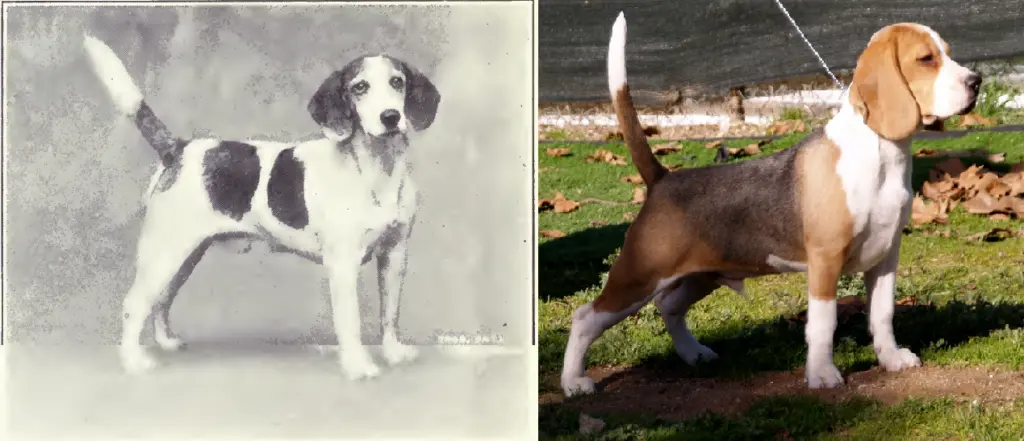Beagle de 1915 y 2010
