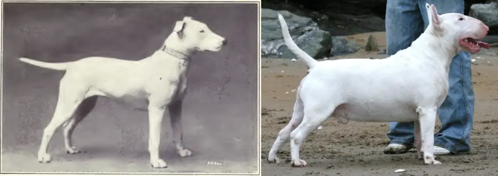 Bull Terrier de 1915 y de 2002
