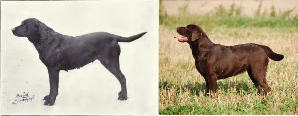 Labrador Retriever de 1915 y 2012