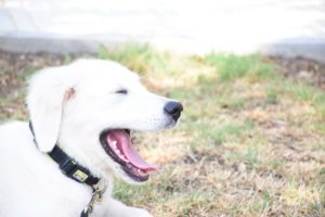 Golden Retriever bostezando - Ansiedad en perros síntomas