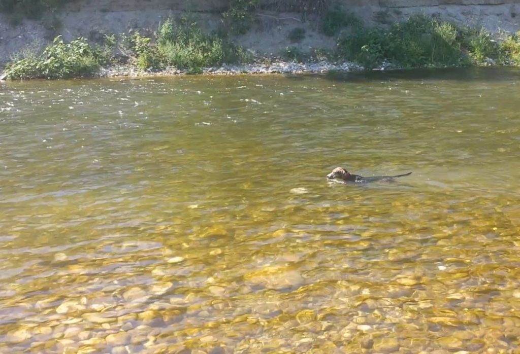 Pippa cruzando el río