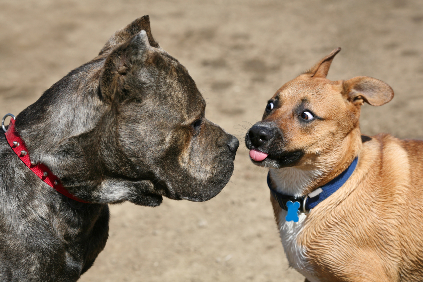 El perro de la derecha saca la lengua para relamerse como señal de calma