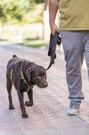 Perro Labrador paseando con arnés Haqihana