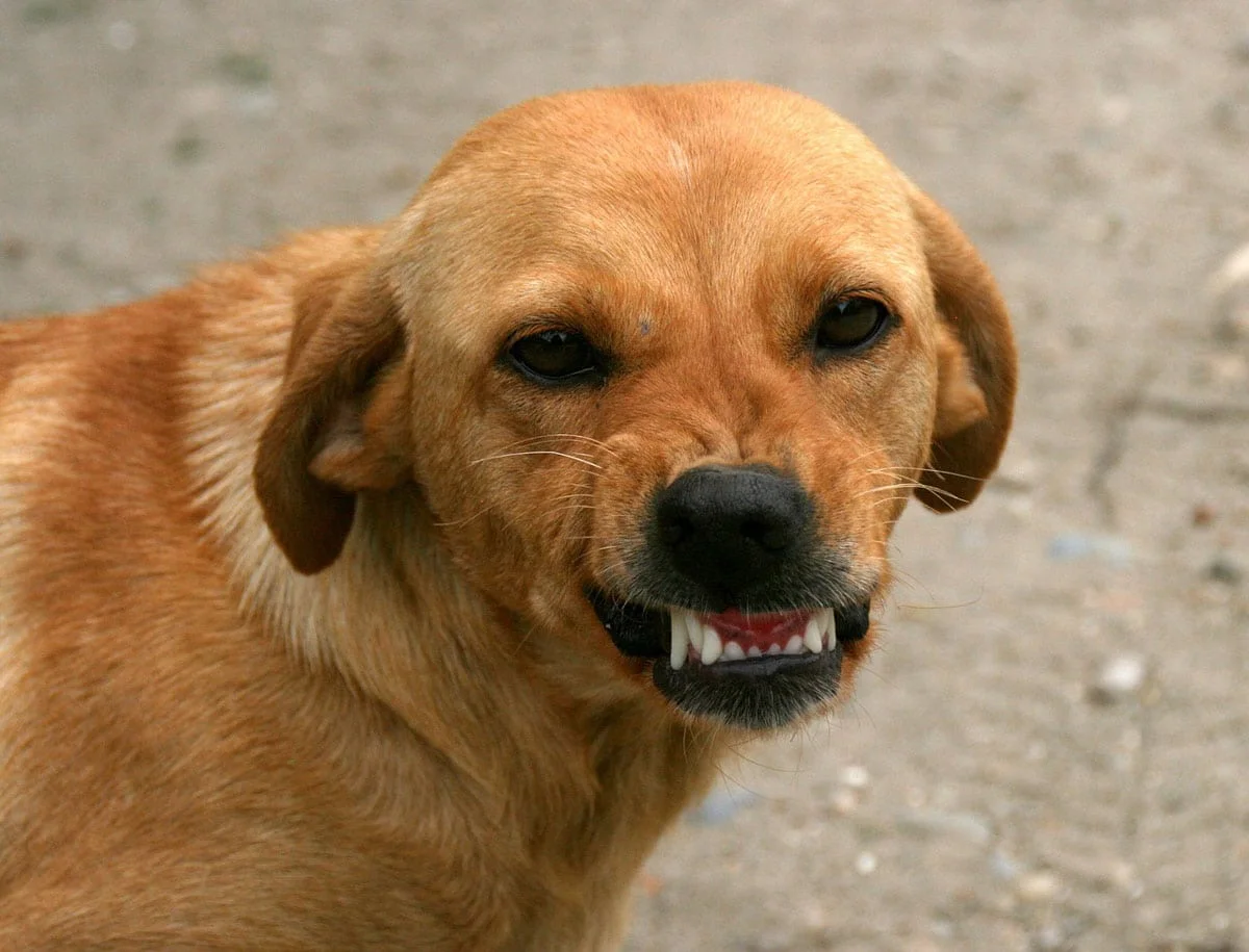 Perro mestizo mostrando los dientes en señal de agresividad