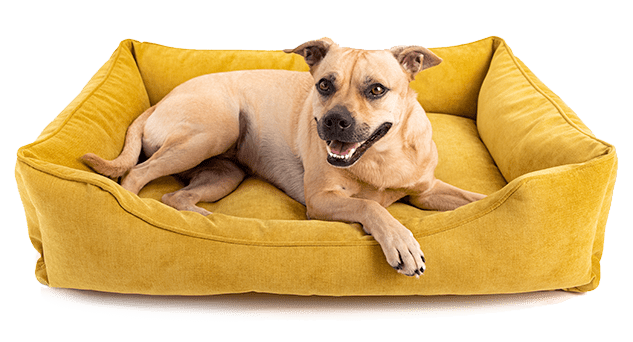 Perro color canela echado en una cama para perros amarilla
