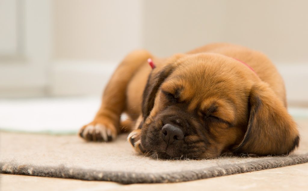 Cachorro que puede dormir solo sobre una alfombra