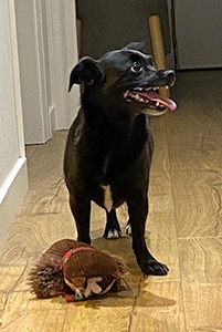 Perro negro pequeño en casa con un juguete