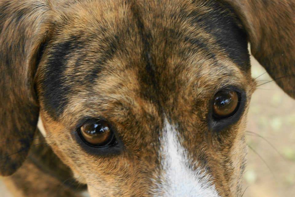 Ojos marrones de un perro marrón
