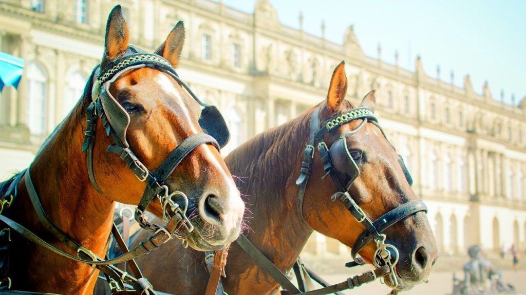 dos caballos marrones con anteojeras y riendas con un edificio monumental clásico de fondo
