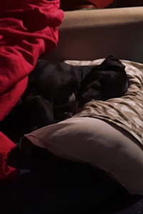 Perro negro durmiendo sobre un cojín al lado de su dueño