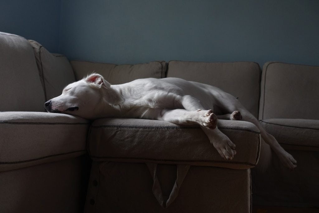 Perro blanco solo en casa durmiendo sobre un sofá