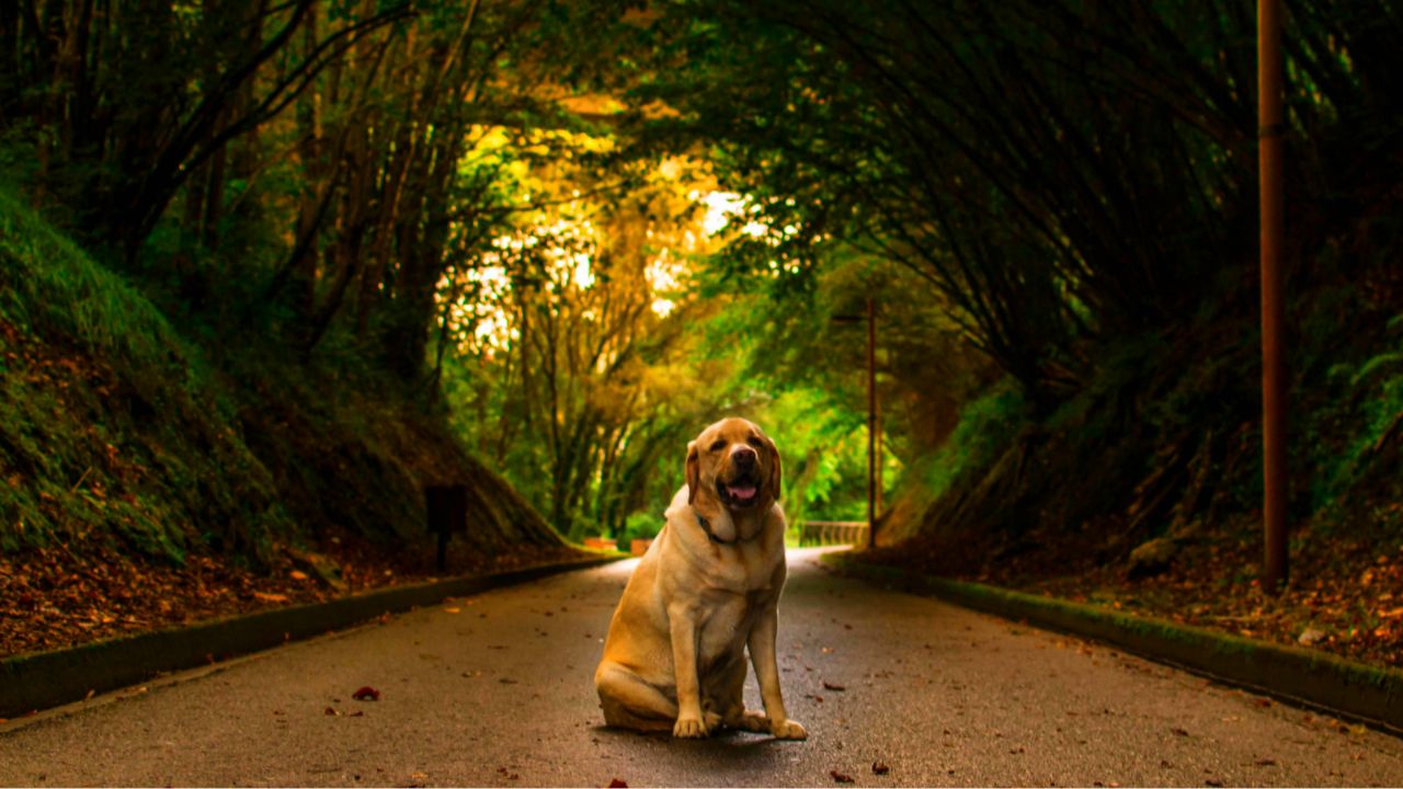 Perro túnel bosque
