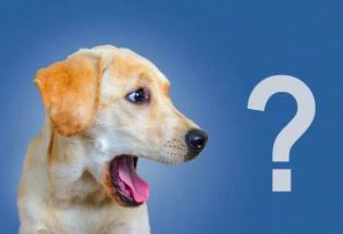 Causas ansiedad perros - Labrador Retriever