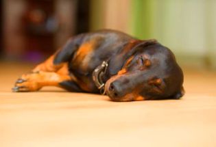 Perro en tratamiento ansiedad perros - Teckel sin ansiedad