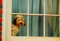 Perro mirando por la ventana - Perro con ansiedad por separación - Shih Tzu