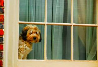 Perro mirando por la ventana - Perro con ansiedad por separación - Shih Tzu