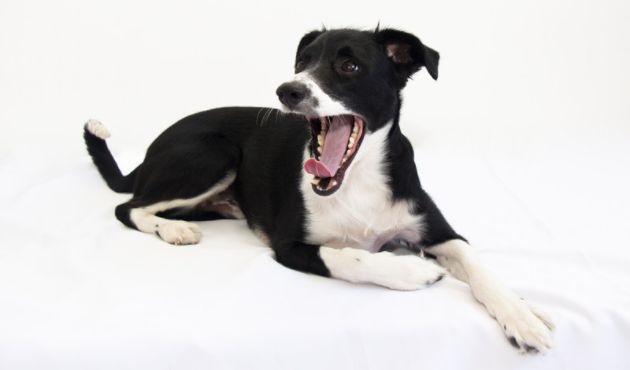Cachorro de Border Collie bostezando - Síntomas de estrés en perros