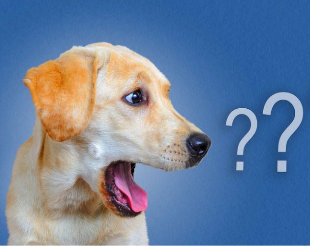 Golden Retriever - Causas ansiedad en perros