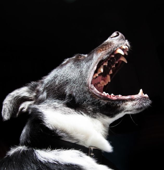 Perro ladrando - Síntomas de ansiedad en perros