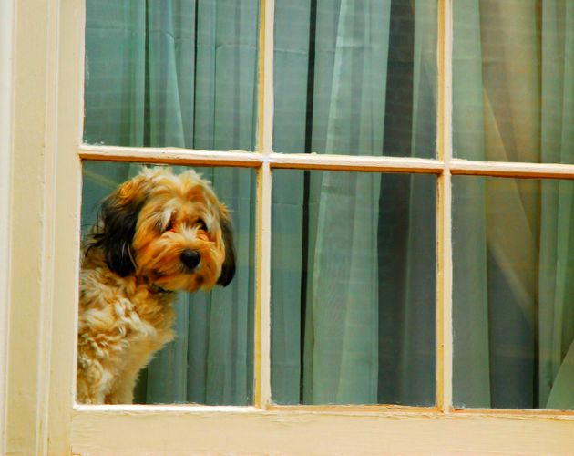 Perro con ansiedad por separación mirando por la ventana - Shih Tzu