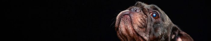 Rostro de un cachorro de raza carlino de color marrón mirando hacia arriba