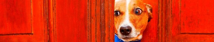 Mi perro rasguña la puerta - Jack Russell
