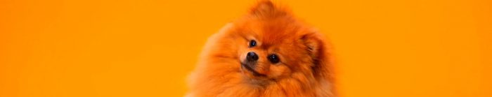 Rostro de perro color canela de raza pomerania