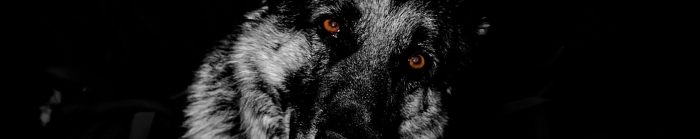 rostro de un perro negro con ojos marrones