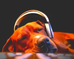 Perro escuchando música solo en casa