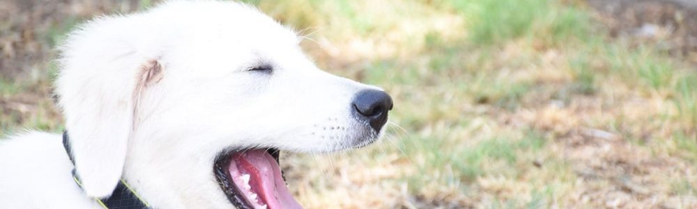 La ansiedad en perros: síntomas y señales de calma para entender a tu can