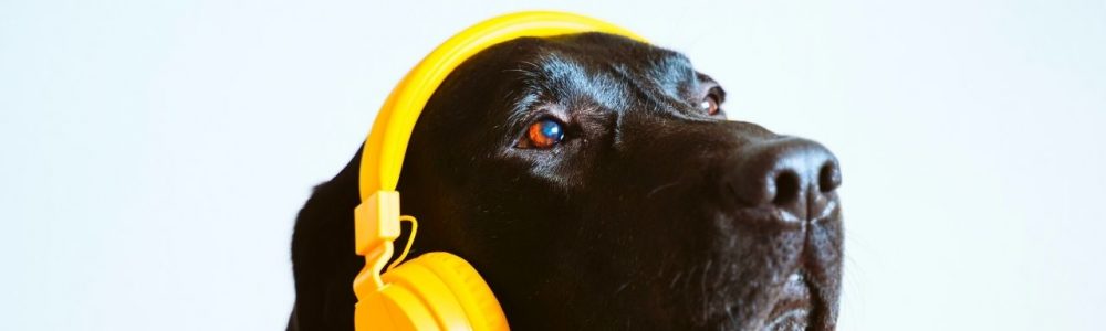 Música para perros con Ansiedad por Separación