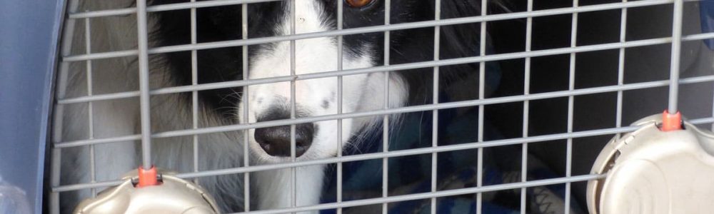 Perro Border Collie con ansiedad por separación en una jaula o transportín