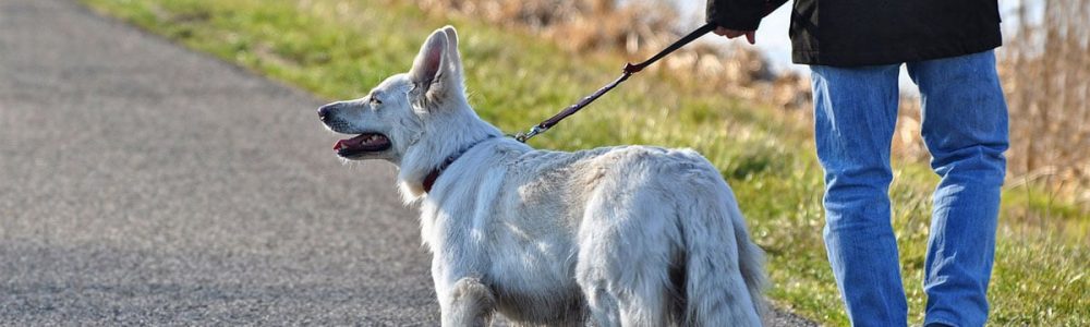Perro pastor suizo con collar - Son peligrosos los collares para perros