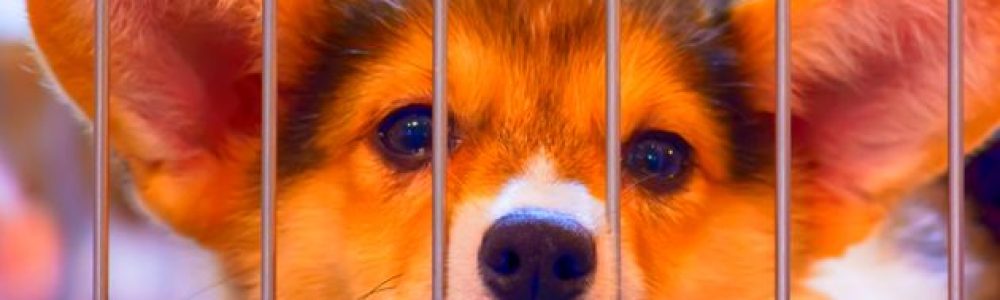 Perro llora en jaula - Corgi