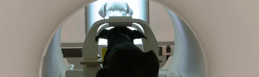 Perro en una máquina de resonancia magnética funcional