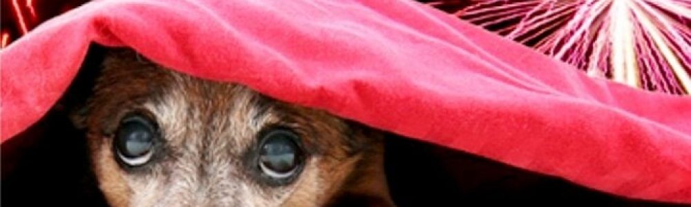 Perro con miedo a los petardos de San Juan - Ataques de pánico en perros