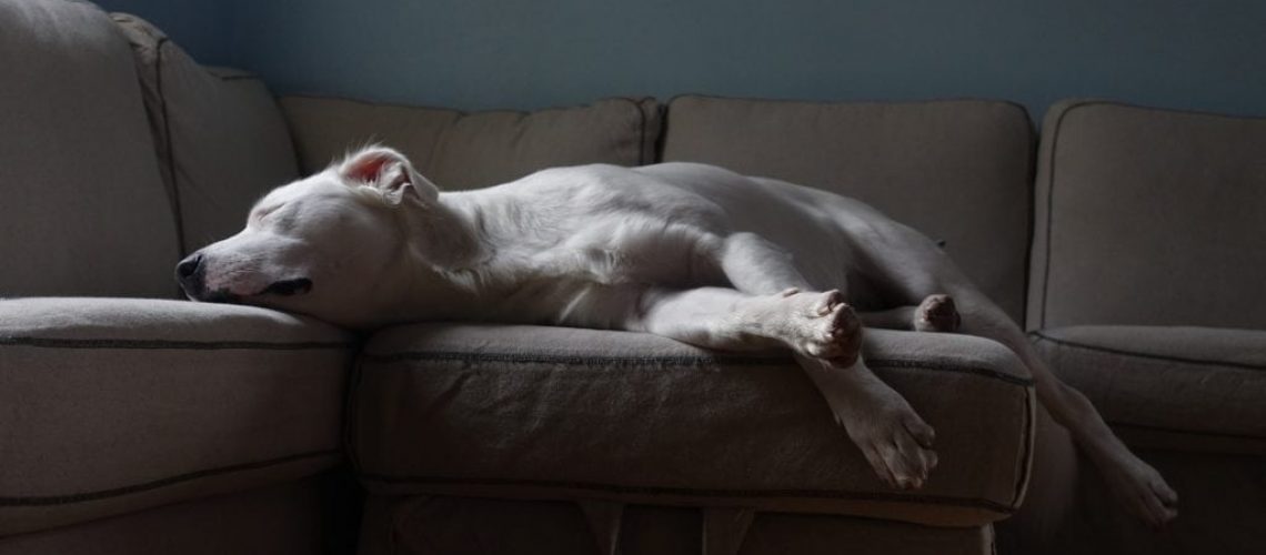 perro-pitbull-american-stafford-solo-en-casa-durmiendo-1024x683
