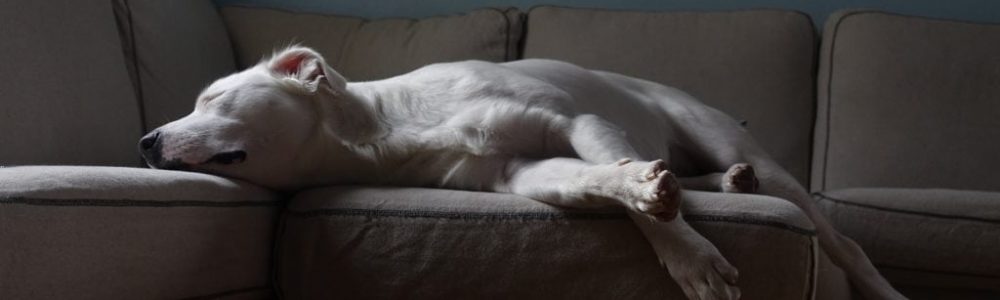 perro-pitbull-american-stafford-solo-en-casa-durmiendo-1024x683