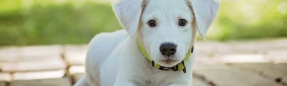 Cachorro de perro blanco